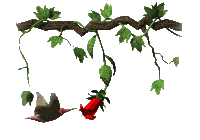 colibri fermo aria.gif